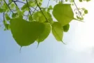 * 主人房 优惠出租  * 新床垫随着您迁入 同日送货 * 温馨北欧乡村风 **
