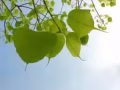 * 主人房 优惠出租  * 新床垫随着您迁入 同日送货 * 温馨北欧乡村风 **