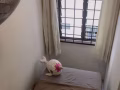 兀里/波東巴西站之間小房間有窗，性價比超高，限1人入住，可煮，報本屋地址